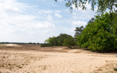 Boswachterspad-Kootwijk